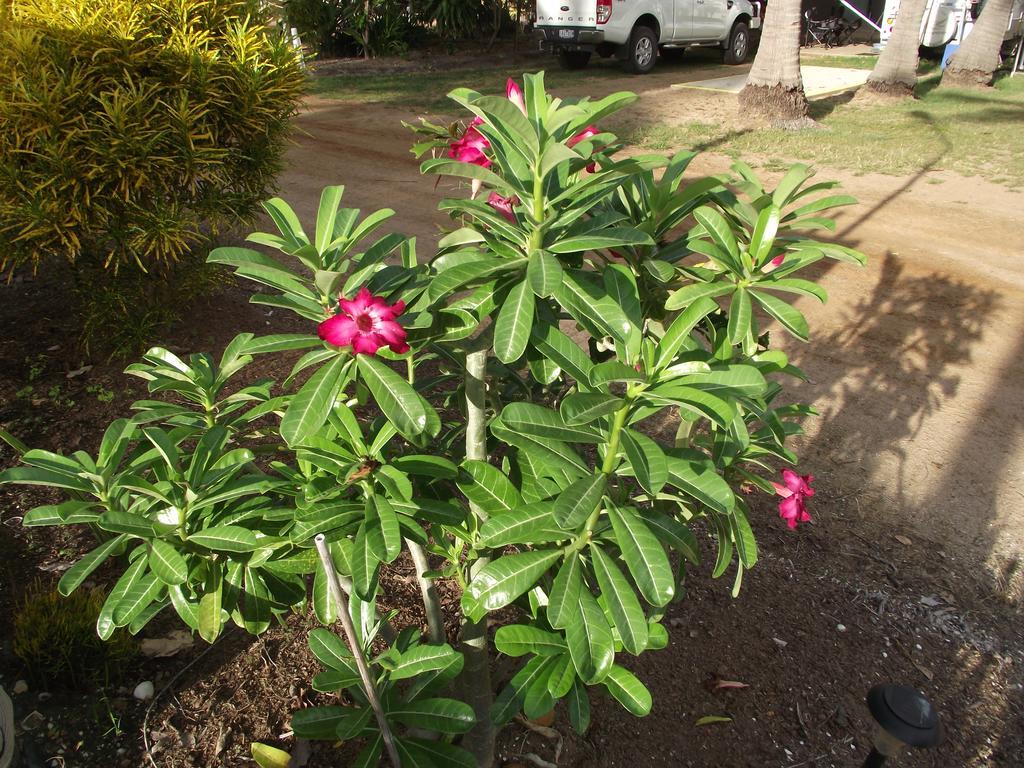 Karumba Point Sunset Caravan Park מראה חיצוני תמונה